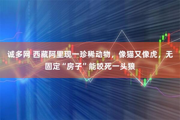 诚多网 西藏阿里现一珍稀动物，像猫又像虎，无固定“房子”能咬死一头狼